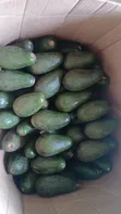 Fuerte Avocados - 1