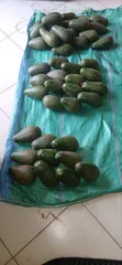 Fuerte Avocados - 2