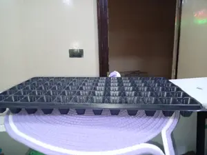 Seedling Development Trays - Wholesale
