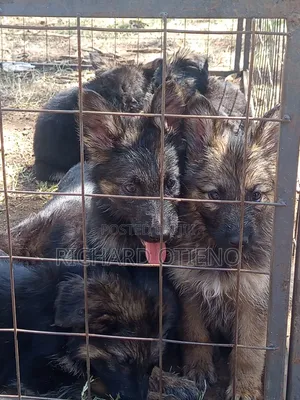 1-3 Months Female Purebred German Shepherd Puppy