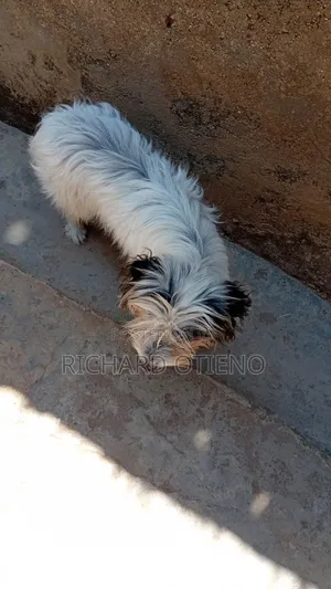 Purebred Havanese Puppy - 5 Months Old