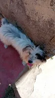 Kinda cha Havanese Safi - Mwezi 5 - 2