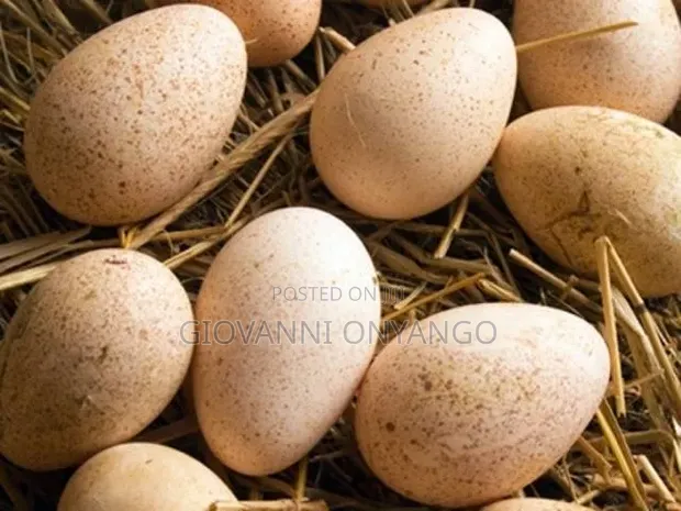Fertilized Turkey Eggs - 1