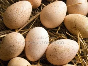 Fertilized Turkey Eggs