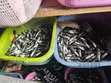 Spark Plugs Set for Japanese Cars - 3