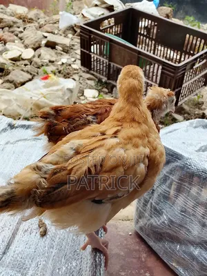 Vifaranga Bora wa Kienyeji