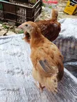 Improved Kienyeji Chicks - 2