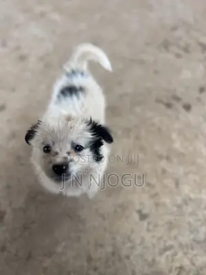 Female Mixed Breed Maltese Puppy, 1-3 Months