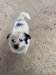 Female Mixed Breed Maltese Puppy, 1-3 Months - 1