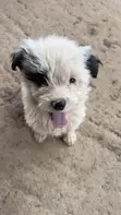 Female Mixed Breed Maltese Puppy, 1-3 Months - 2