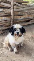 Female Mixed Breed Maltese Puppy, 1-3 Months - 3