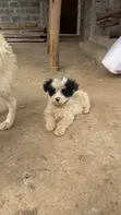 Female Mixed Breed Maltese Puppy, 1-3 Months - 4