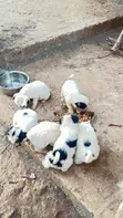 Female Mixed Breed Maltese Puppy, 1-3 Months - 5