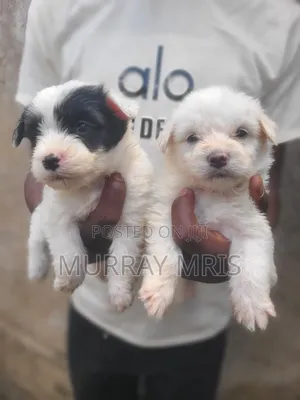 Purebred Havanese Puppies - 1-3 Months Old