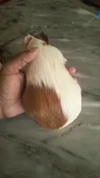 American Female Guinea Pigs - 1