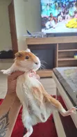 American Female Guinea Pigs - 2