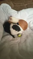 American Female Guinea Pigs - 3