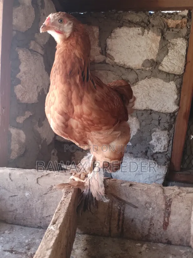 4-Month-Old Brahma Chicken for Sale - 1