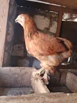 4-Month-Old Brahma Chicken for Sale - 2