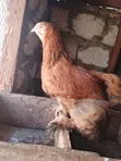 4-Month-Old Brahma Chicken for Sale - 3