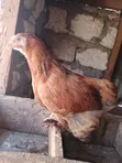 4-Month-Old Brahma Chicken for Sale - 4