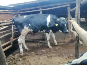 Bullying Heifer - Ready for Service
