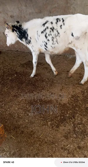 Pure Pedigree Calf