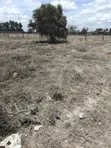 Kitalu cha 100x50 Kinauzwa, Barabara ya Kale ya Namanga - 3