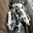 Ngozi Nane (Mchanganyiko wa Duroc na Large-White) - 1