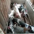 Ngozi Nane (Mchanganyiko wa Duroc na Large-White) - 2