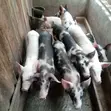 Ngozi Nane (Mchanganyiko wa Duroc na Large-White) - 3