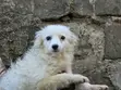 Mbwa wa Kijapani Spitz Kike - Mwenye Miezi 4 - 1