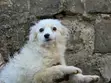 Mbwa wa Kijapani Spitz Kike - Mwenye Miezi 4 - 3