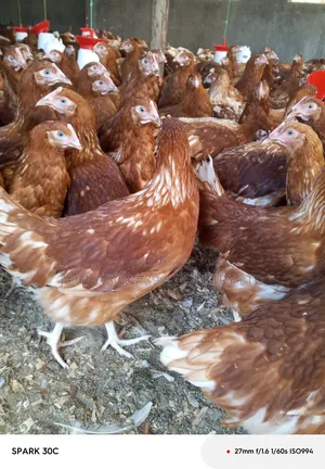 Kuku za Layers kwa Mauzo