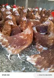 Kuku za Layers kwa Mauzo - 1