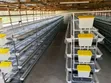 H Type Cage Layers - Brand New - 1