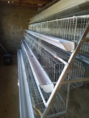 128 Cage Capacity Chicken Cages
