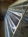 128 Cage Capacity Chicken Cages - 2