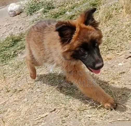 1-3 Months Male Purebred German Shepherd Puppy - 1