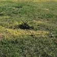 Prime 0.07Ha Plots for Sale near Chiga Police Station - 1