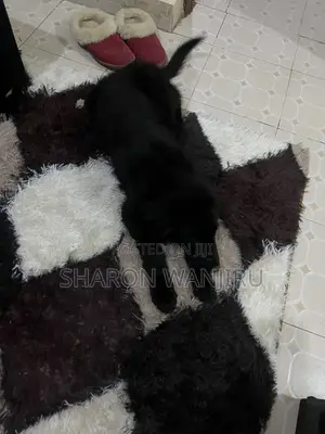 Mbwa wa Kiume wa Mseto wa Mwezi 1-3 wa Golden Retriever