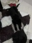 Mbwa wa Kiume wa Mseto wa Mwezi 1-3 wa Golden Retriever - 1