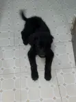 Mbwa wa Kiume wa Mseto wa Mwezi 1-3 wa Golden Retriever - 2