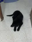 Mbwa wa Kiume wa Mseto wa Mwezi 1-3 wa Golden Retriever - 3