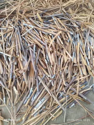 Australian Red Napier Fodder Cuttings