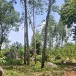 Prime 4 Acres Land for Sale, Daraja Mbili Hillside - 2