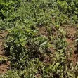 Prime 4 Acres Land for Sale, Daraja Mbili Hillside - 4