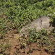 Prime 4 Acres Land for Sale, Daraja Mbili Hillside - 5