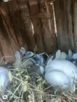 Sungura wa Kuuzwa - 15 Wanapatikana - 1