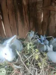 Sungura wa Kuuzwa - 15 Wanapatikana - 2